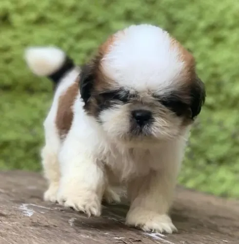 Shihtzu Mini Filhotes Tricolores Belíssimos.