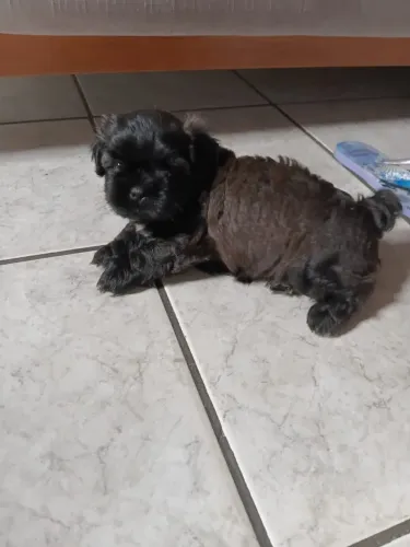 Cachorro Shitzu