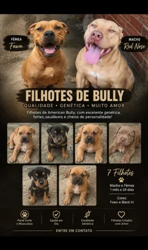 Filhotes de American Bully Fawn e Black Tri. Excelente Genética, Saudáveis e Muito Amor!