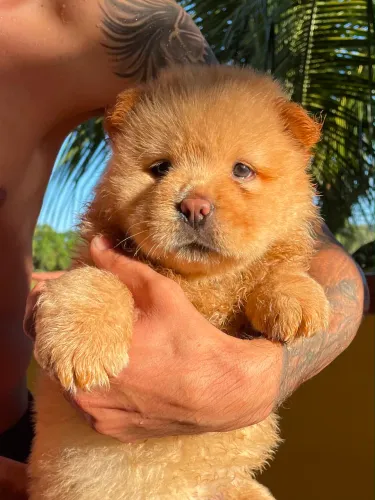 Chow Chow 