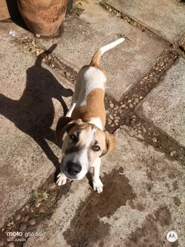 Doação cachorra