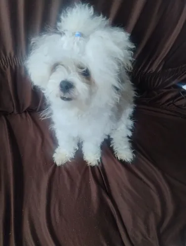 Shitzu fêmea 9 meses 