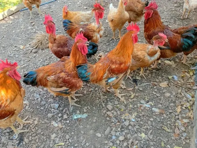 FRANGOS A VENDA