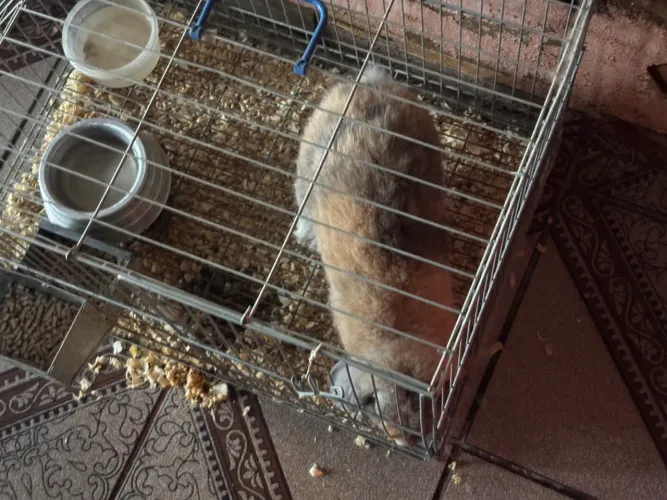Vendo um coelho mini lop por 200 R$