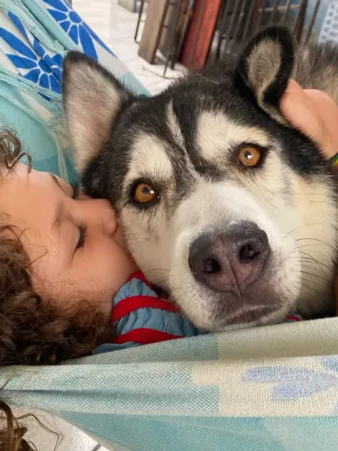 Adoção de Husky Siberiano