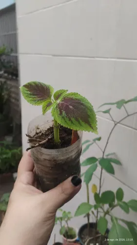 Muda de Coleus (coração magoado)