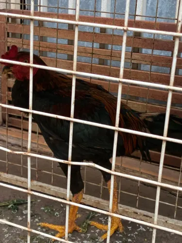 Galo índio