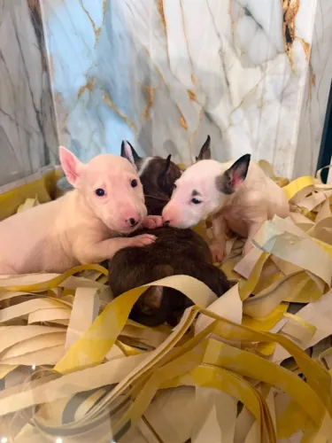 ? Bull Terrier | Filhotes Fortes, Carinhosos e Muito Companheiros