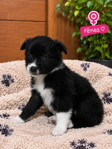 Filhote de Border Collie