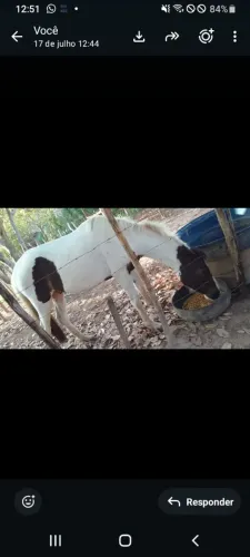 Vende se potro 3 anos capado manga larga marchador