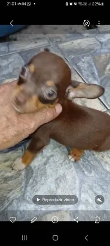 Pinscher chocolate 