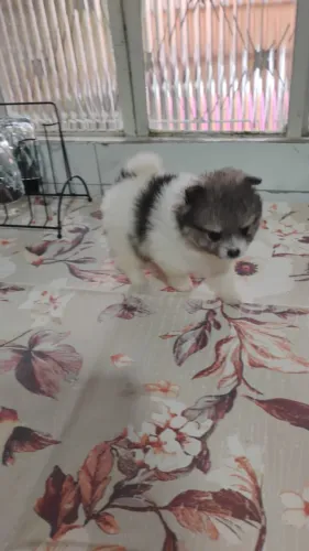 Lulu da pomerânia 