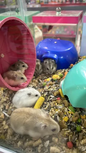 Hamster anão russo