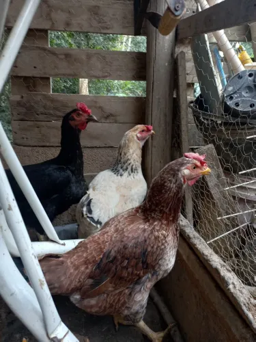 Galinhas caipira a venda