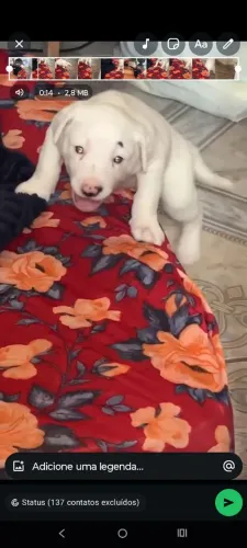 Cachorro 