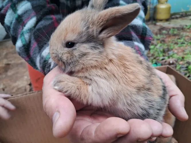 Coelhos mini lop 1 pais uruguaios