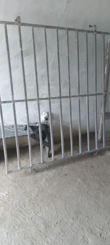 Pega ladrão