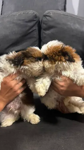 Venda de cachorros 