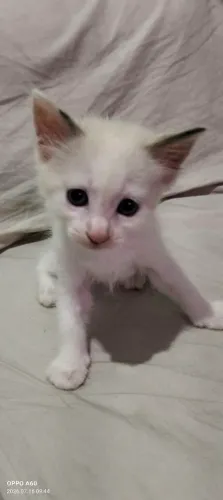 Doação de gatos filhotes 