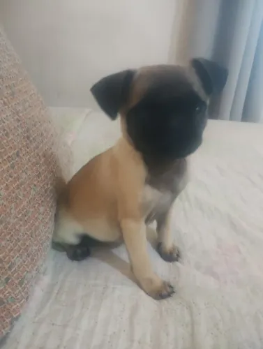 Pug femea