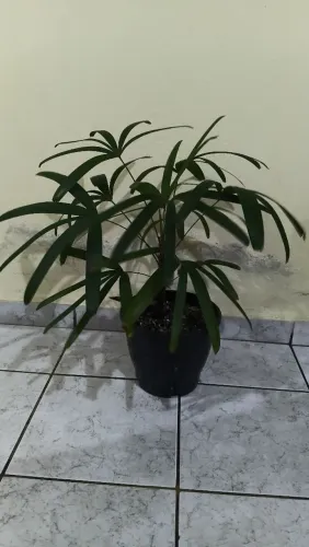 Plantas de vasos