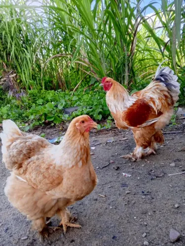 Ovos Brahma galados