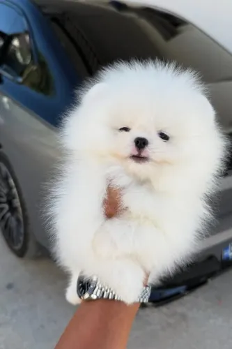 Cachorro Lulu da Pomerania muito amor para o Dia dos Namorados