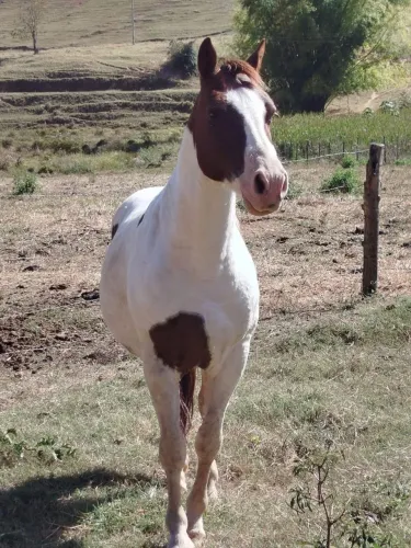 Vendo Cavalo Raridade