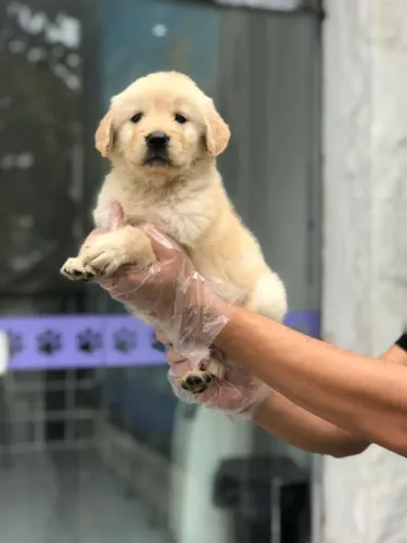 Filhotes de Golden: Uma Dose Extra de Amor