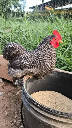Galinhas e galos da raça mini cochin
