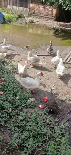 Patos