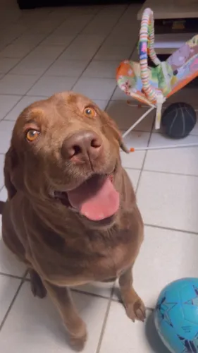 Procura-se um namorado para labradora