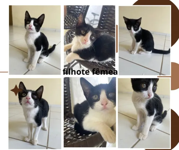 Gatos filhotes para adoção 