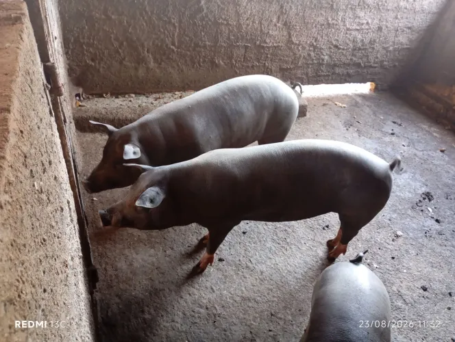 Porco caipira (240 a arroba ou 16 reais o kilo)