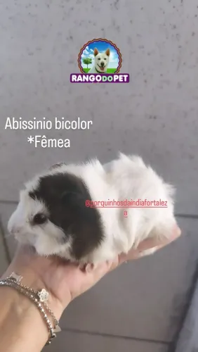 Porquinho da índia