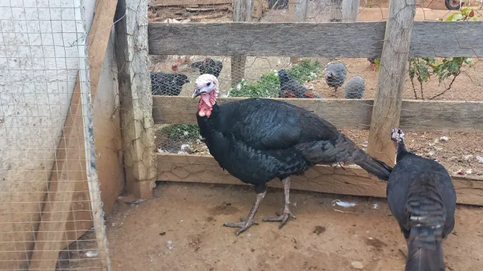 Peru