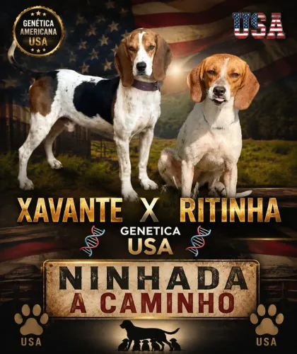 Filhote americano