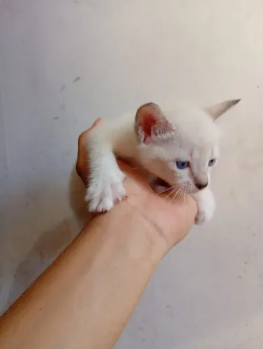 Gatinhos para adoção