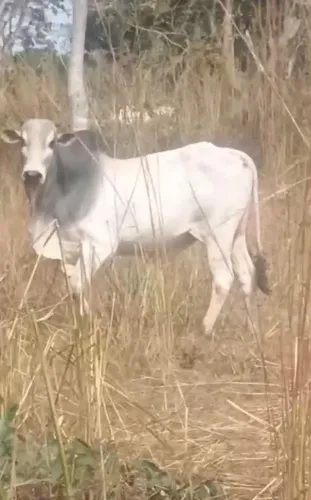 Lote 5 Gado branco Nelore 3 Vaca 1 Novilha 1 Boi touro gado sadio vacas novas parideira