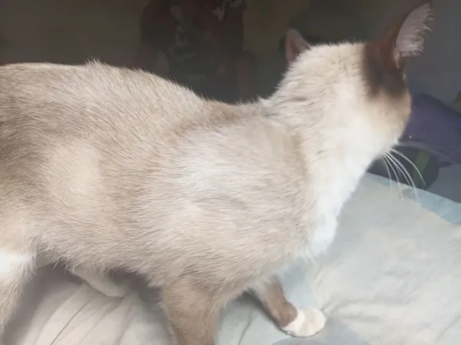 Doando um gatinho macho
