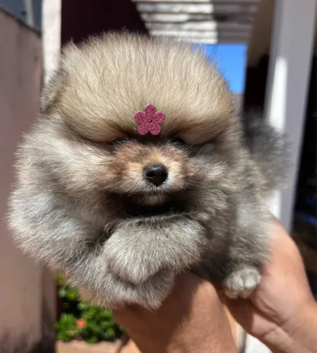 Fêmea de Lulu da pomerania