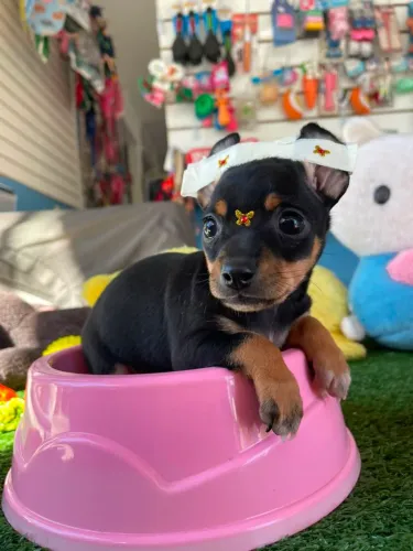 Pinscher fêmea preto e canela 