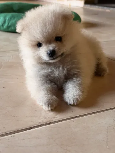 Cachorro 