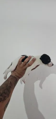 Doação cachorro