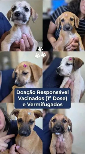 Cachorro doação 2 meses vacinados
