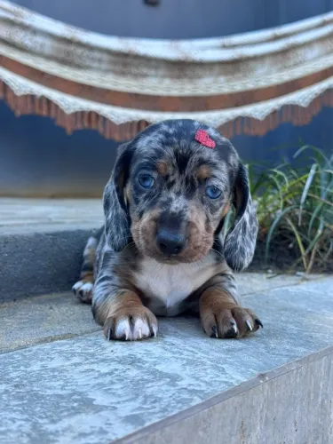 dachshund