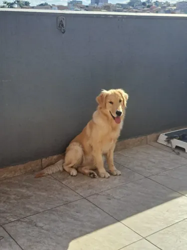Cadela golden 1 ano