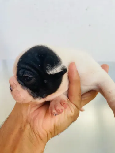 Filhotes de buldogue francês,pra reserva