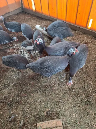 Picote/galinha da angola