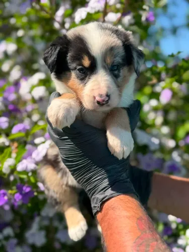 Border Collie Tricolor/ Fêmea a pronta entrega
